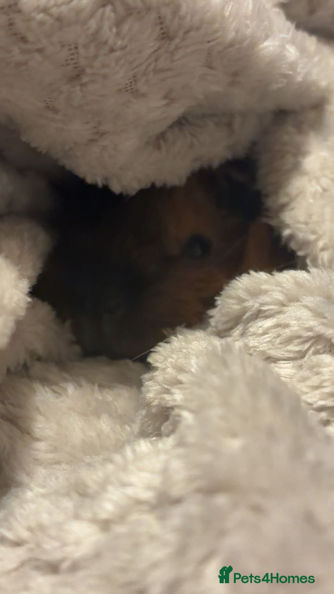 Guinea Pig rodents for sale: Two male boar guinea pigs - Advert 4