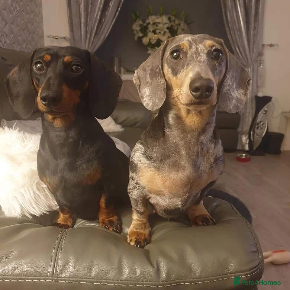 Miniature Dachshund dogs Wanted loving 5star homes only - Advert 3