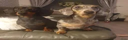 Miniature Dachshund dogs for sale: Wanted loving 5star homes only in Leigh - Advert 1