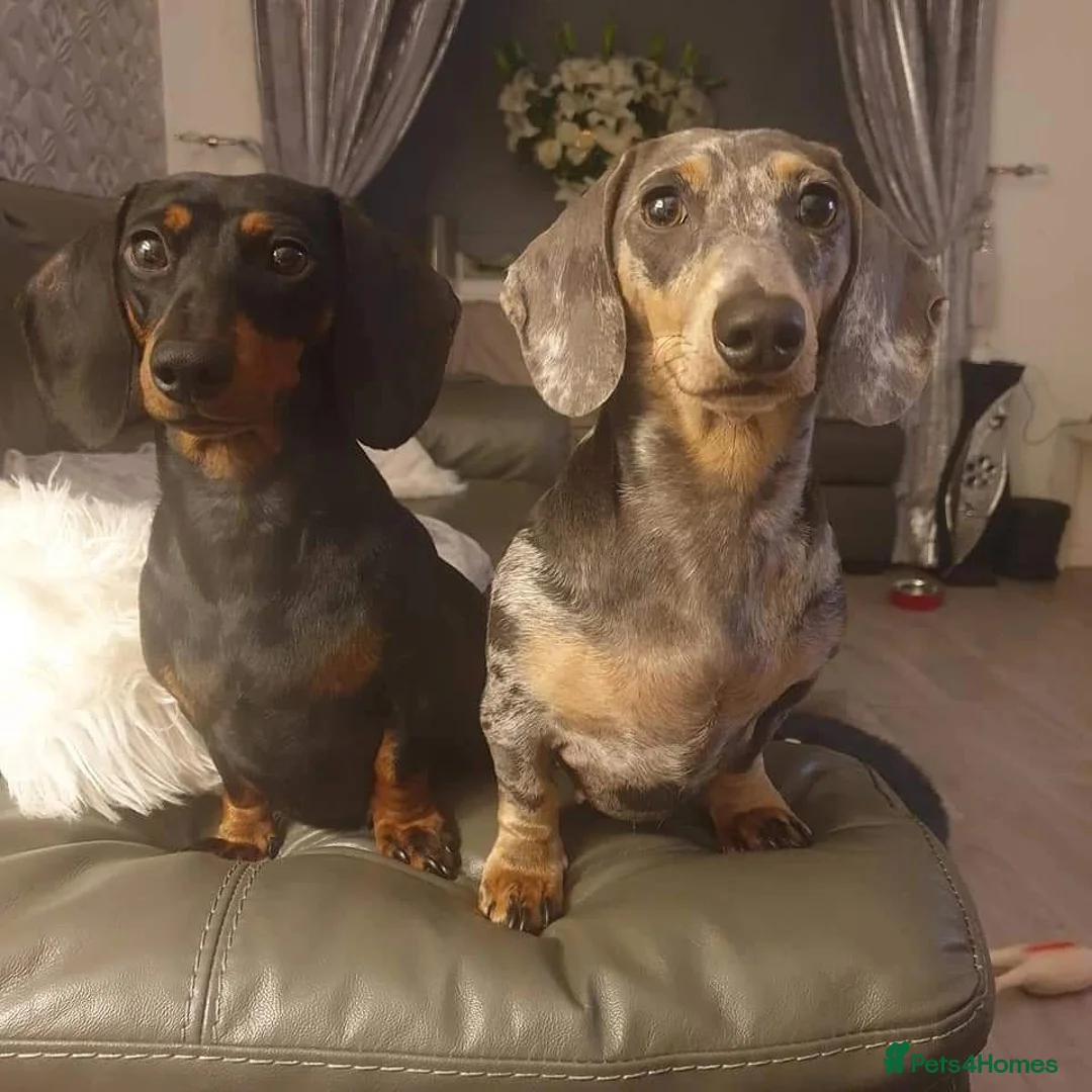 Miniature Dachshund dogs for sale: Wanted loving 5star homes only in Leigh - Advert 1