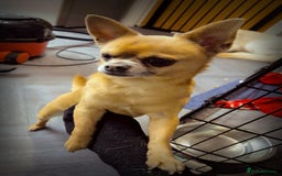 Chipoo dogs for sale: Beautiful chipoo puppys  - Advert 2