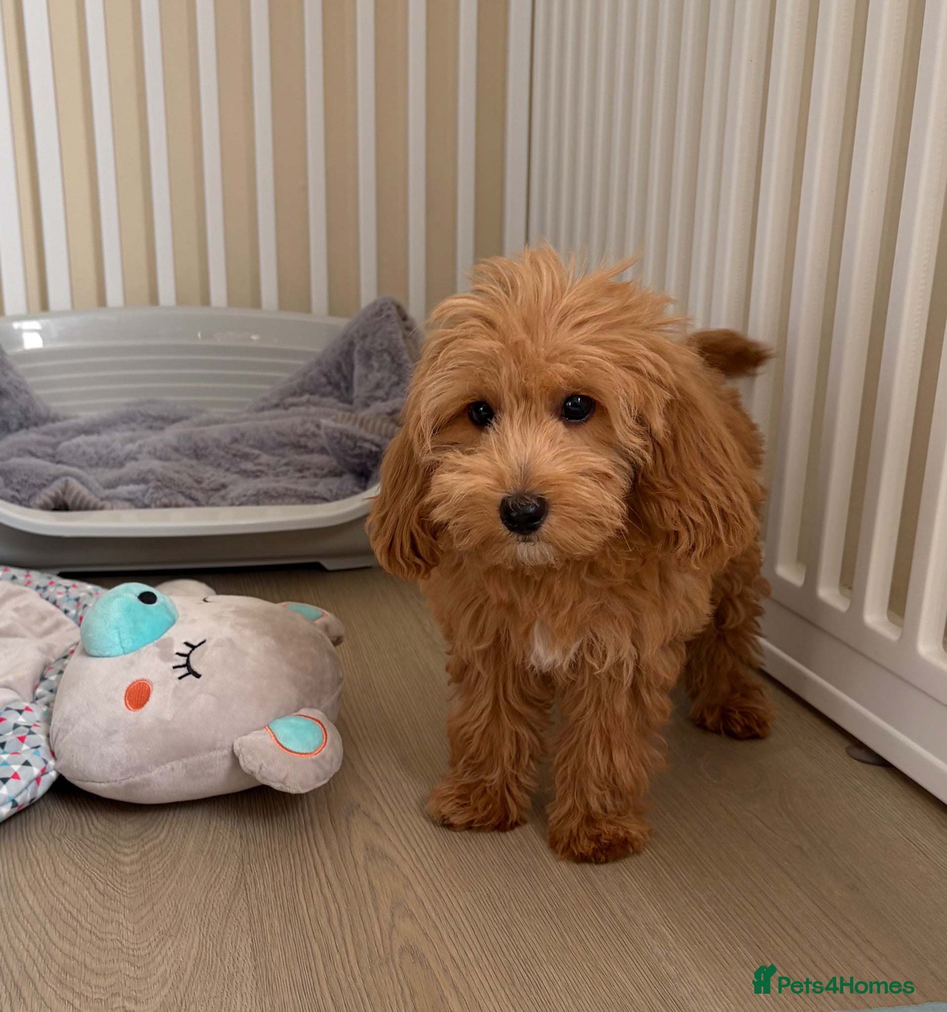 Cockapoo dogs Health tested cockapoo puppies  - Advert 1