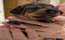 Miniature Dachshund dogs for sale: Miniature Wirehaired Dachshund  - Advert 2