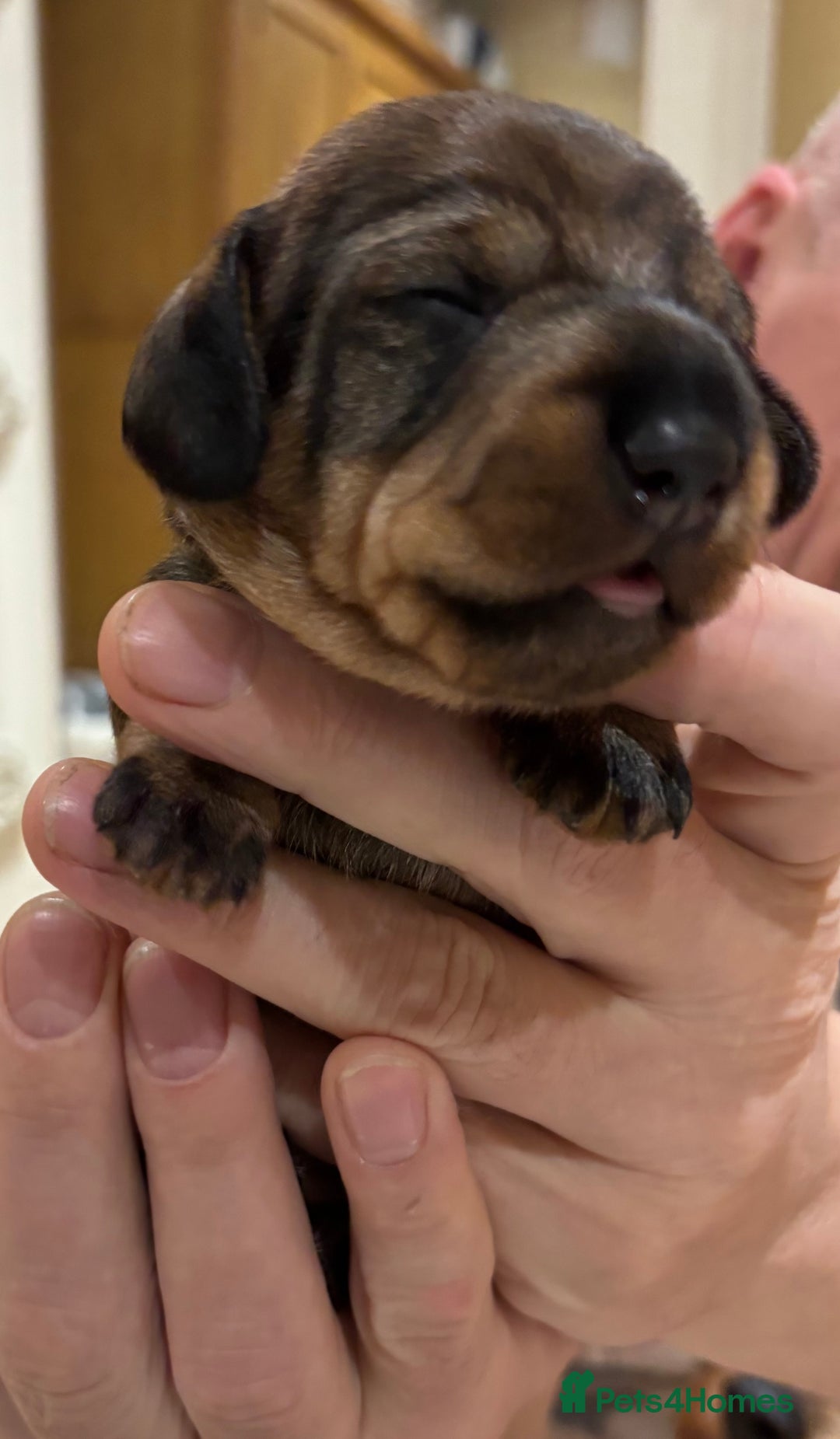 Miniature Dachshund dogs for sale: Miniature Wirehaired Dachshund  - Advert 2