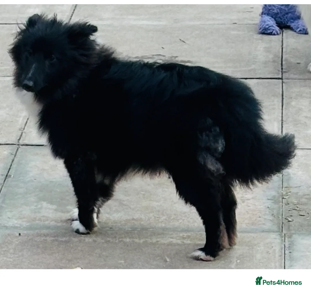 Shetland Sheepdog dogs for sale: Very pretty black bi girl  - Advert 2