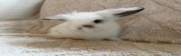 Lionhead rabbits for sale: Lionhead bunnies  - Advert 5