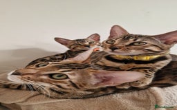 Bengal cats for sale: Two gorgeous Bengals girls  😻😻❤️ - Image 32