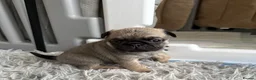 Pug dogs for sale: Pug puppies for sale  - Advert 7