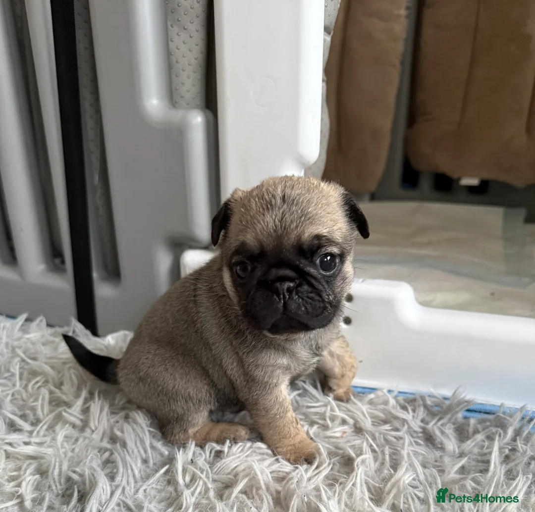 Pug dogs for sale: Pug puppies for sale  - Advert 7