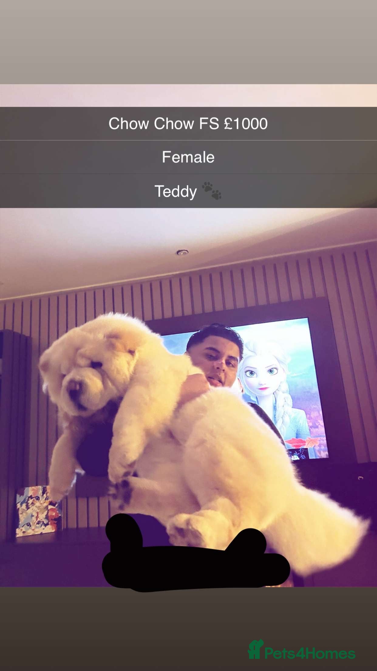 Chow Chow dogs Teddy The Chow  - Advert 2