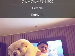 Chow Chow dogs Teddy The Chow - Advert 3