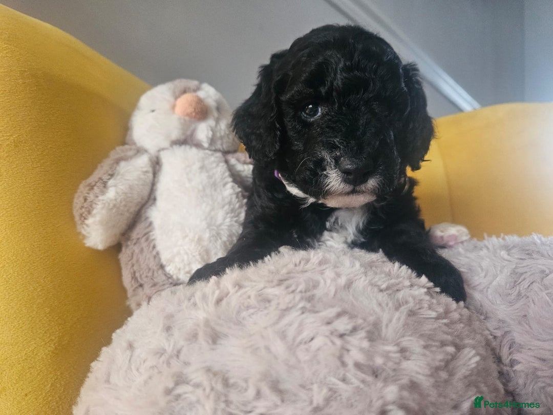 Schnoodle dogs for sale: Schnoodle Puppies - Advert 33