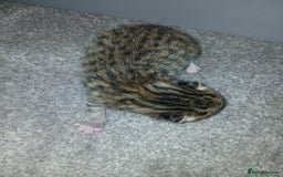 Bengal cats for sale: Bengal crossed tabby  - Image 2
