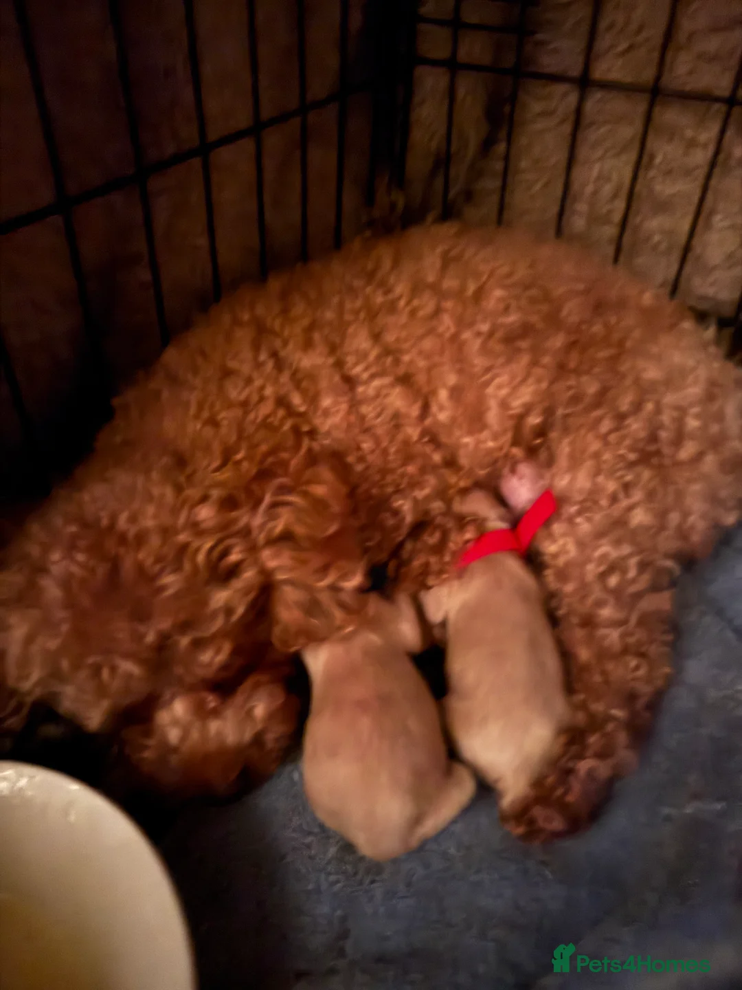 Maltipoo dogs for sale: 🐾 Maltipoo Puppies  Raised with Love DNA Clear 🐾 - Advert 2