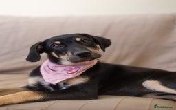 Mixed Breed dogs for adoption: Sweet Stella - Image 2