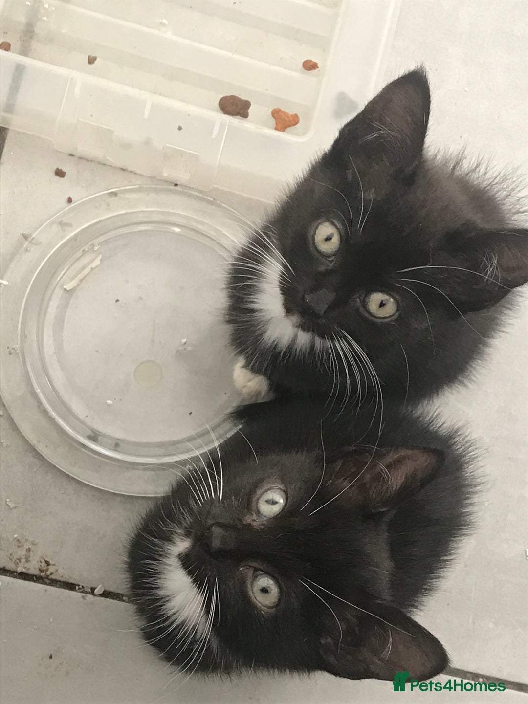 Mixed Breed cats for sale: 2 playful kittens looking for a loving home - Advert 2