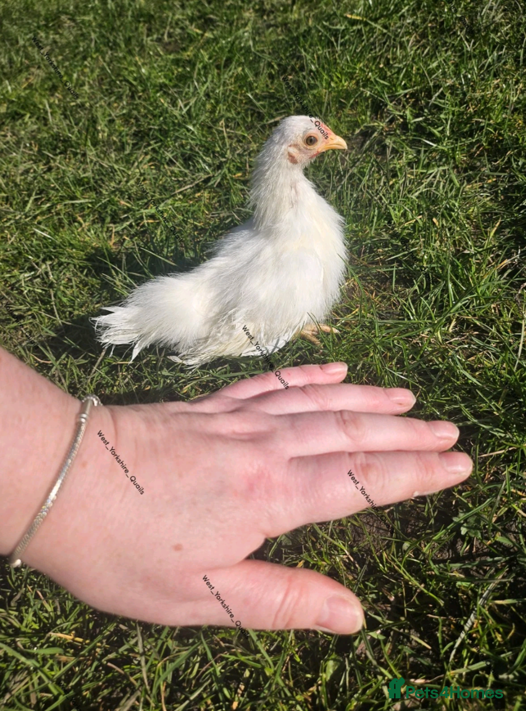 Chickens poultry for sale: Tiny Serama chicks (world's smallest chicken) - Image 13