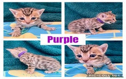 Bengal cats for sale: Beautiful Bengal Kittens  - Image 3