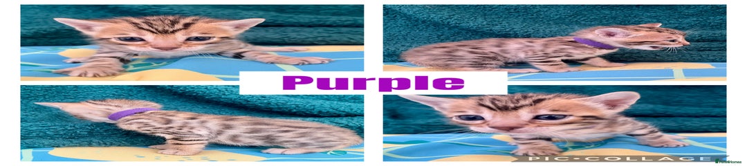 Miss Purple 