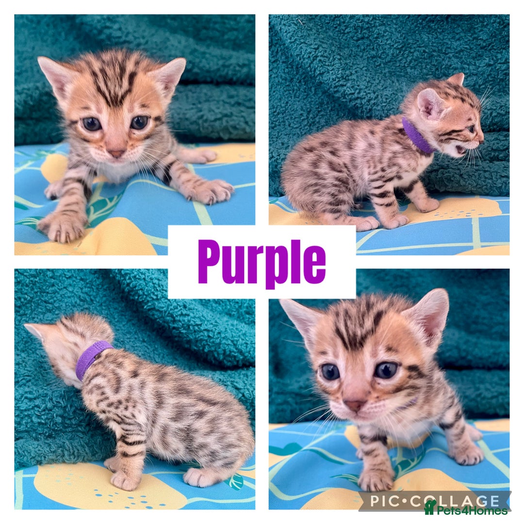 Bengal cats for sale: Beautiful Bengal Kittens  - Image 3