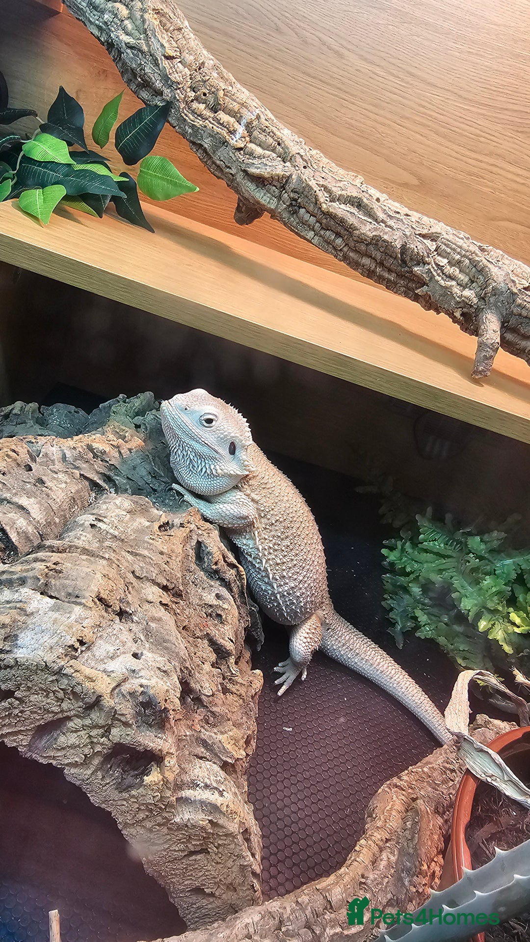 Bearded Dragon reptiles for sale: Bearded Dragon (Zero) for sale - Image 2