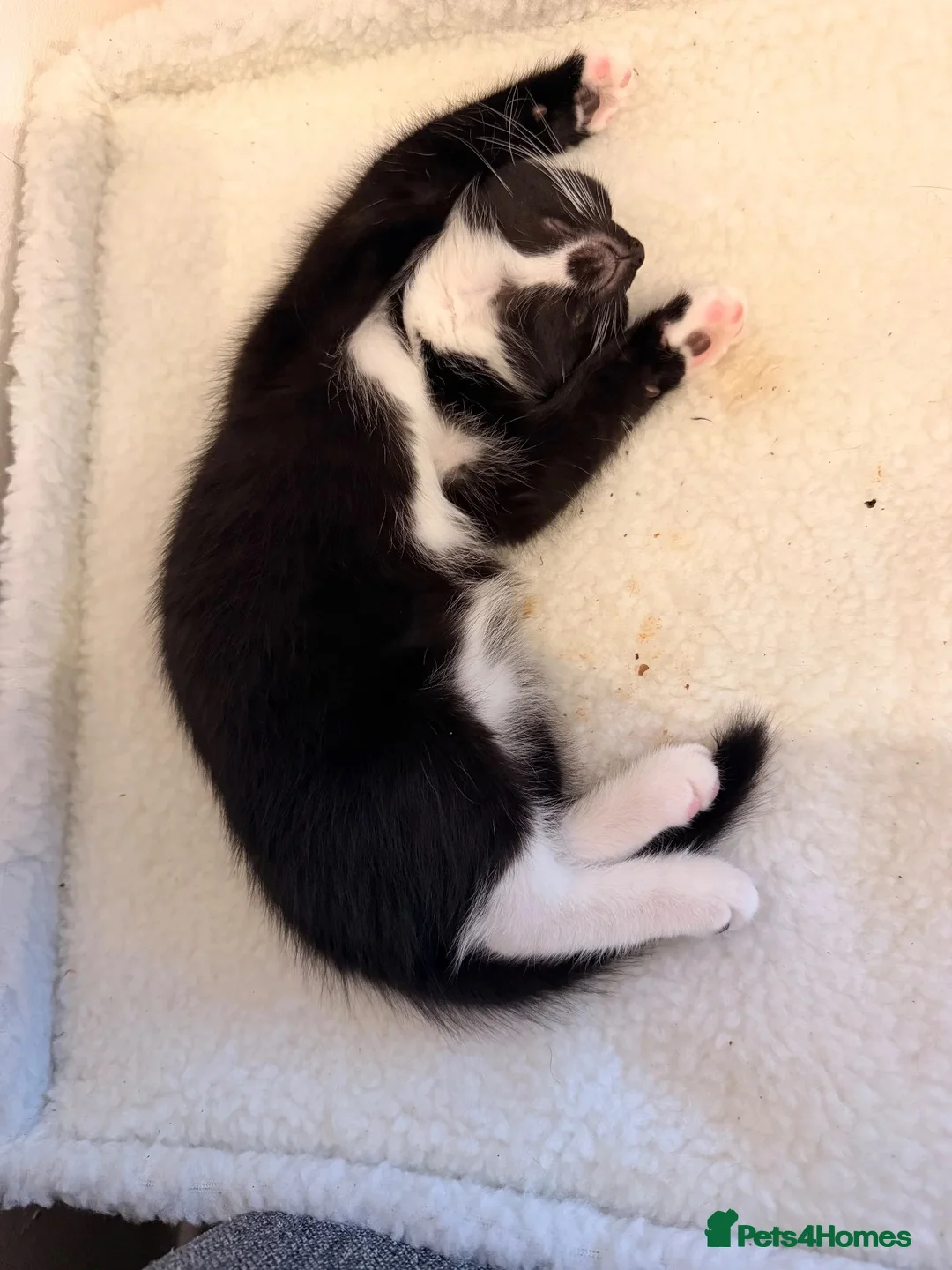 Ojos Azules cats for sale: Baby kitten  - Advert 1