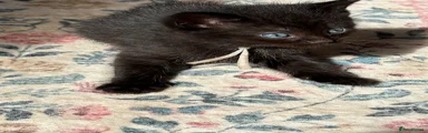 Ragdoll Kitten 2