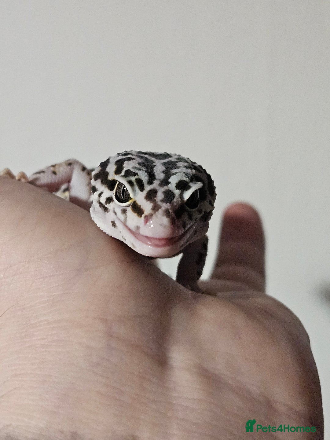 Leopard Gecko reptiles for sale: Last 2 female leopard geckos from 2025 - Advert 3