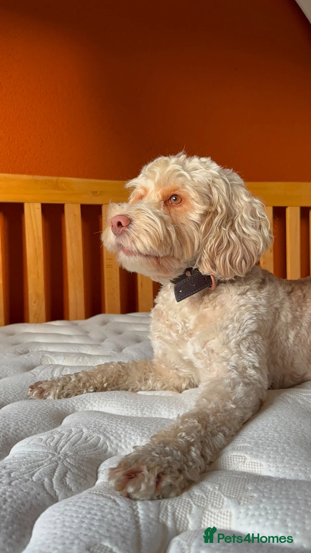Cockapoo dogs for stud: 🐾 Beautiful Cockapoo Stud Exceptional Temperament in Heywood - Advert 1