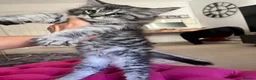 Maine Coon cats for sale: Maine coon kittens for sale - Advert 16