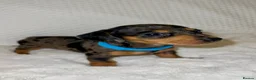 Dachshund dogs for sale: 🐾 Daxie & Chocolate’s Beautiful Puppies ! - Advert 4