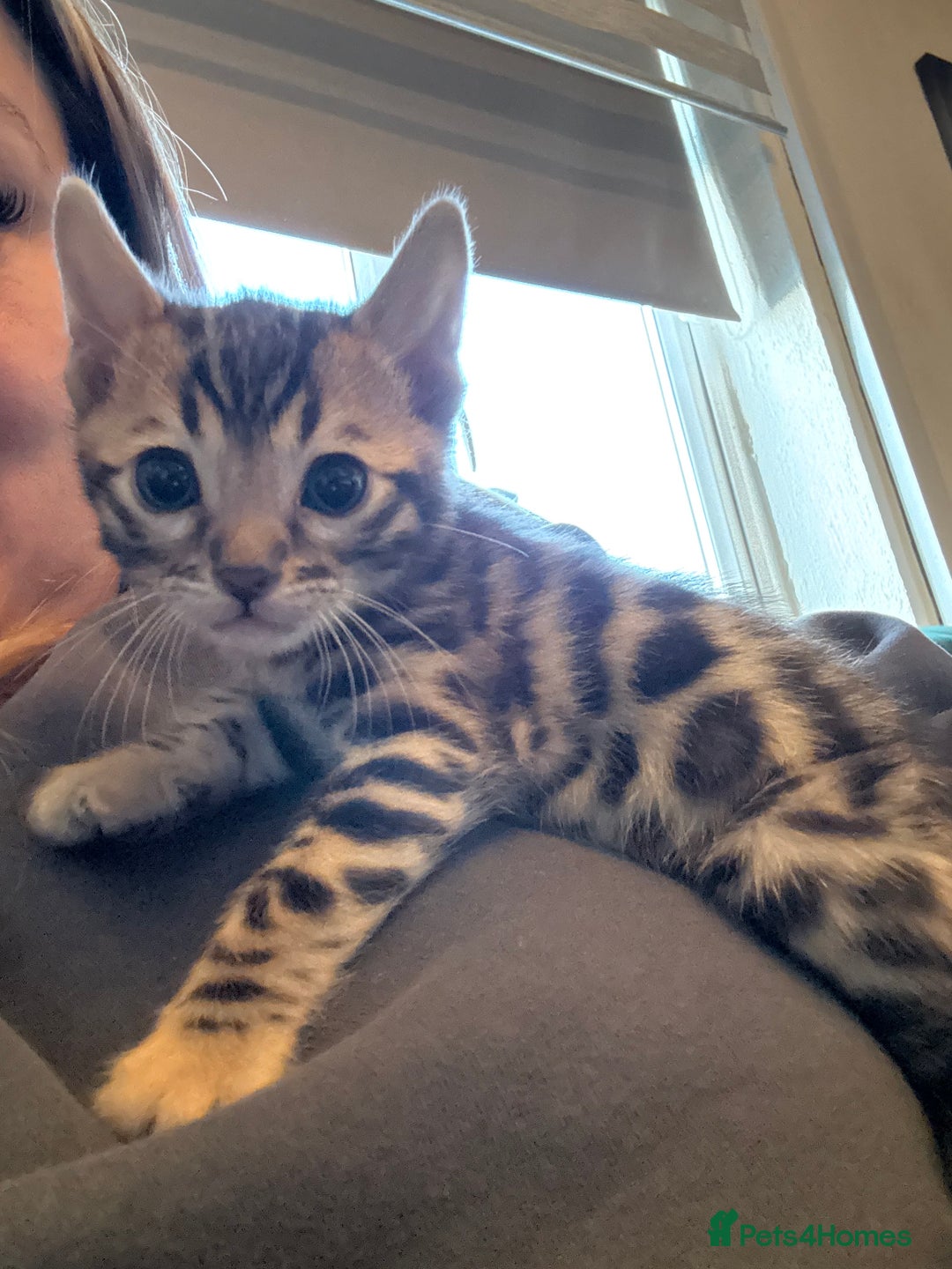 Bengal cats for sale: Bengal male kitten parents can be seen  - Advert 4