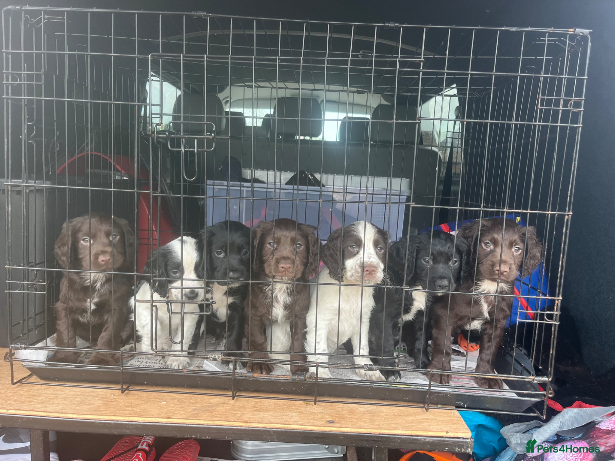 Sprocker dogs 7 Sprocker Puppies  - Advert 4
