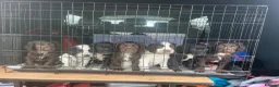 Sprocker dogs for sale: 7 Sprocker Puppies  - Advert 4