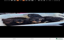 Jackapoo dogs for sale: Beautiful Jackapoo x Asian Toy poodle F1B - Image 17