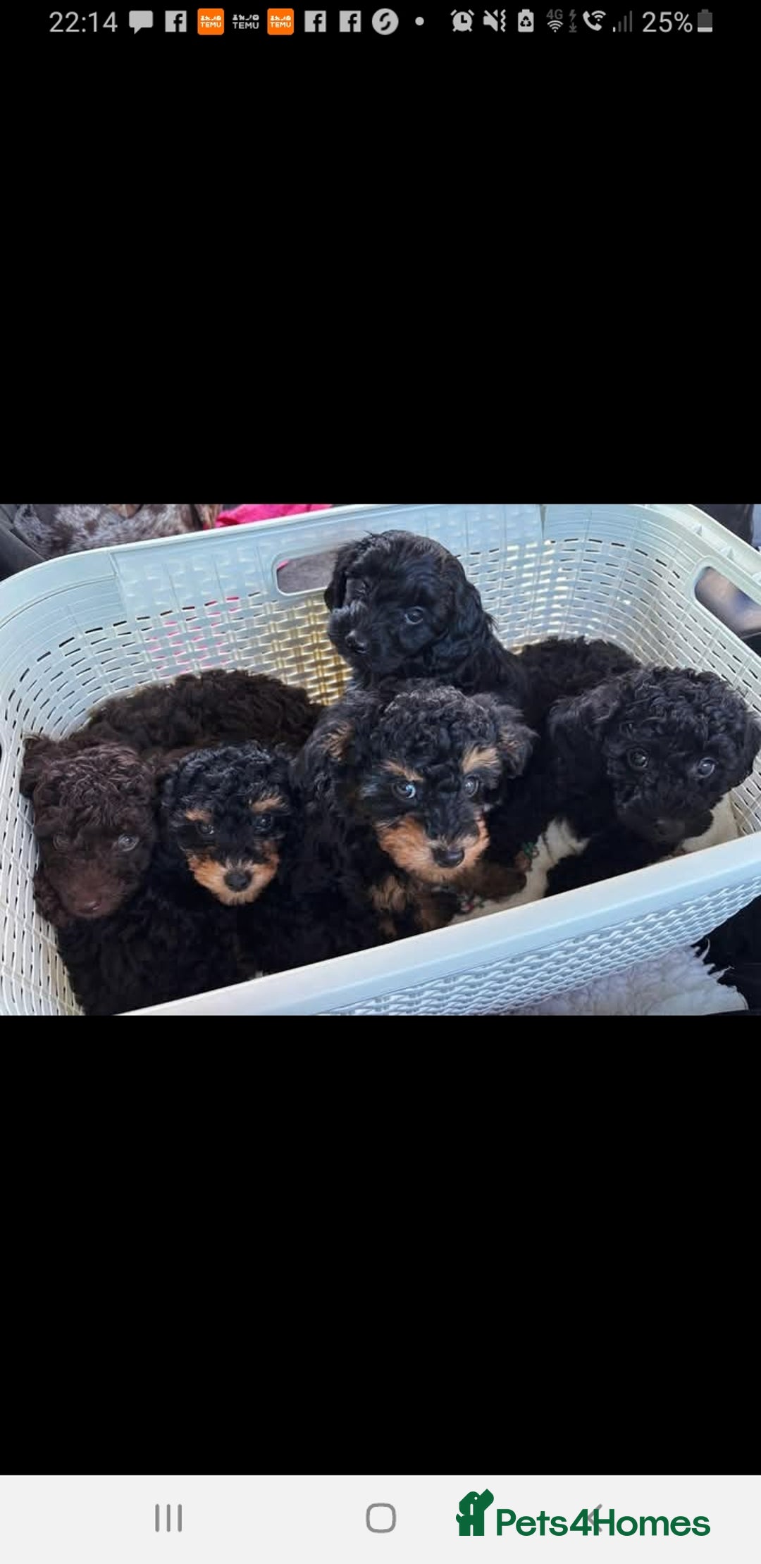 Jackapoo dogs for sale: Beautiful Jackapoo x Asian Toy poodle F1B - Image 17