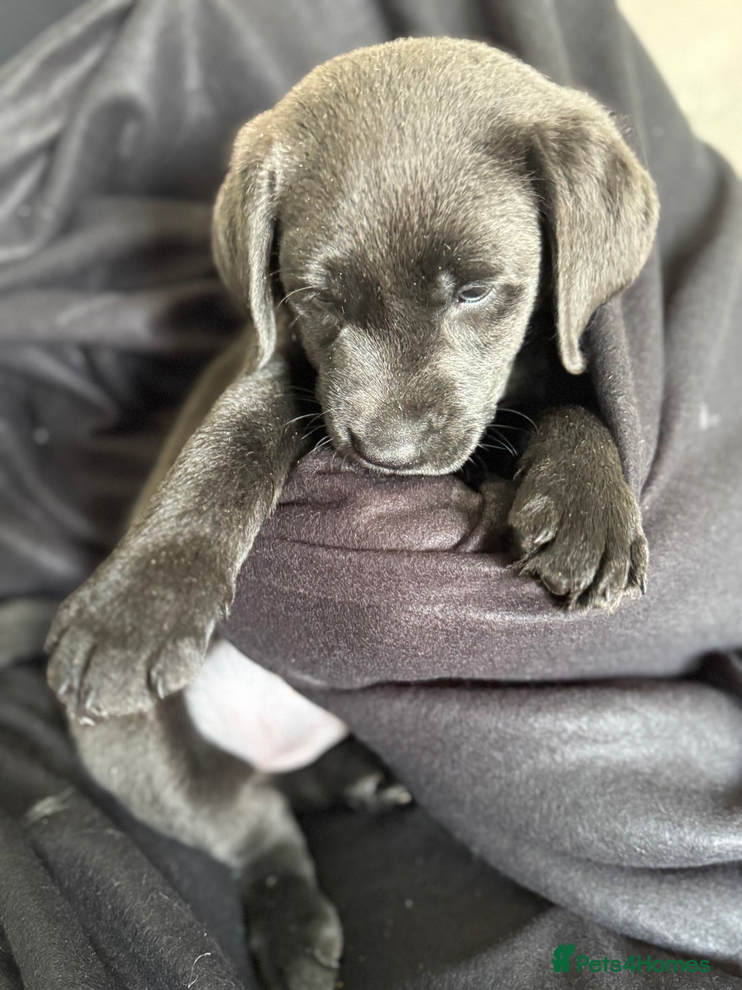 Labrador Retriever dogs for sale: Last of litter K.C Charcoal Labrador girl 9 Weeks - Image 14