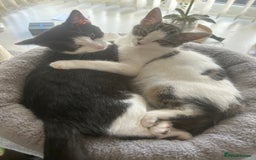 Mixed Breed cats for sale: 15 month old sisters  - Image 1