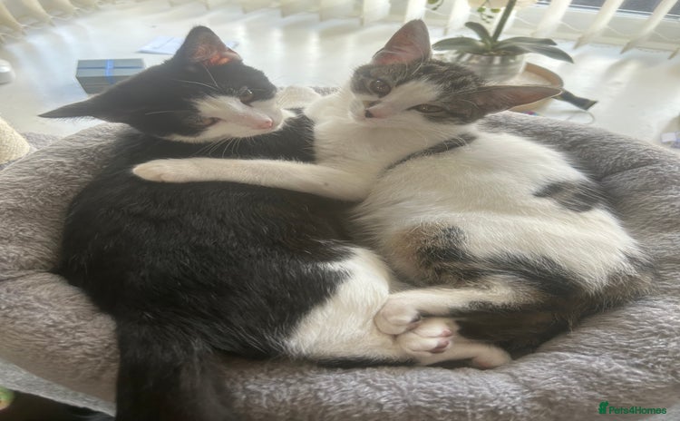 Mixed Breed cats - Advert 1