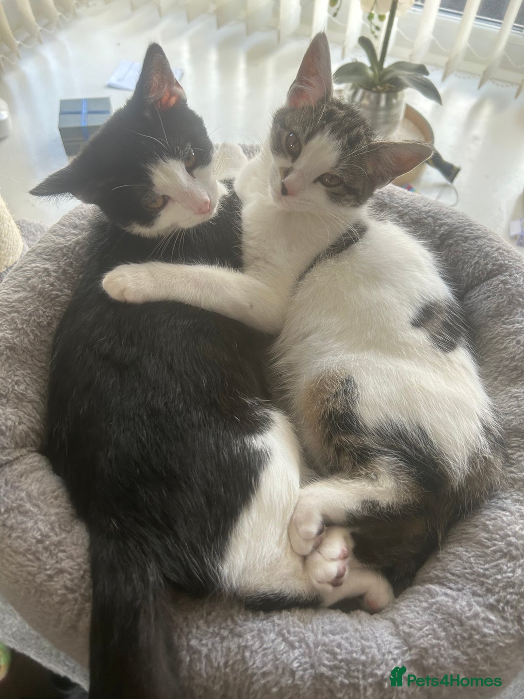 Mixed Breed cats for sale: 15 month old sisters  - Image 1