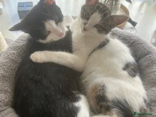 Mixed Breed cats - Advert 11