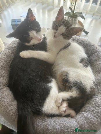Mixed Breed cats - Advert 14