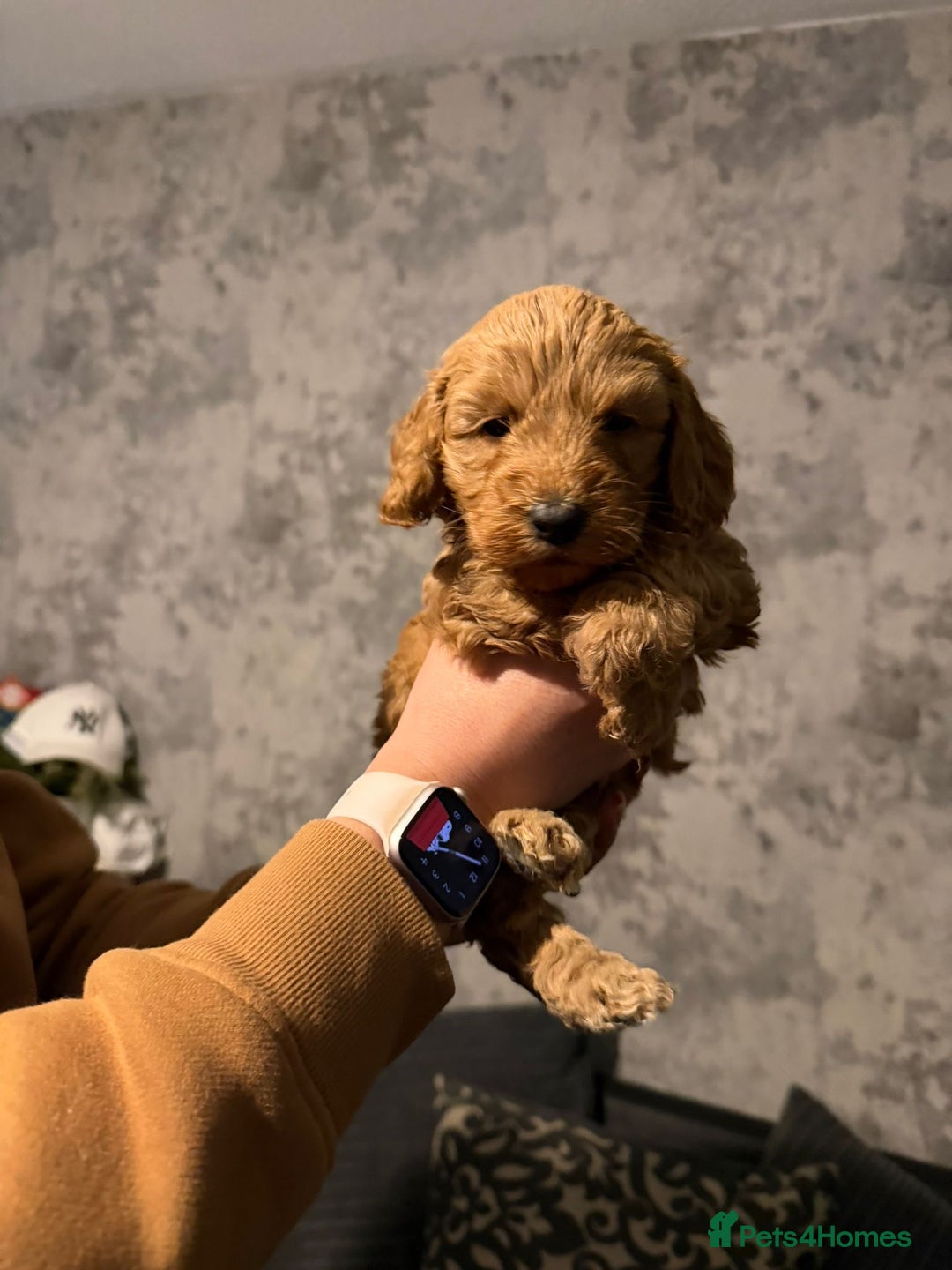 Cockapoo dogs for sale: 6 gorgeous Cockapoo puppies for sale  - Advert 8