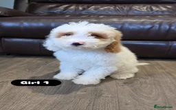 Cockapoo dogs for sale: Adorable Cockapoo pups 🦴🐾 - Image 7