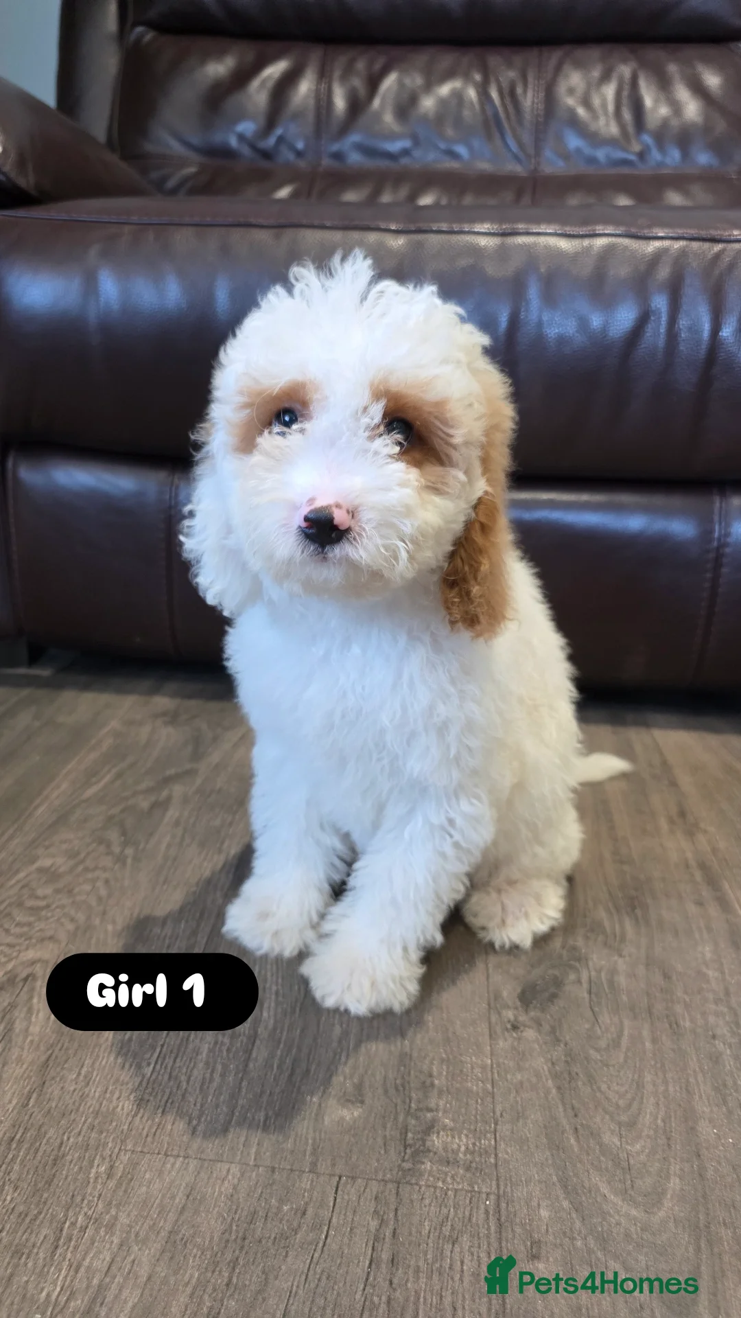 Cockapoo dogs for sale: Adorable Cockapoo pups 🦴🐾 - Image 7