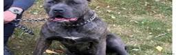 Bandog dogs for sale: Bandogge pups  - Advert 3