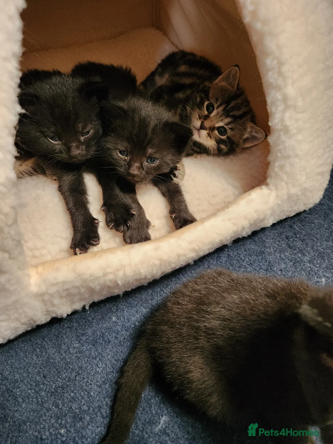 Mixed Breed cats for sale: 5 kittens, 2 Tabby, 3 Black Tabby - Advert 29