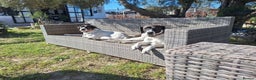 Pointer dogs for adoption: Coco and Luna - Advert 9