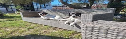 Pointer dogs for adoption: Coco and Luna - Advert 9