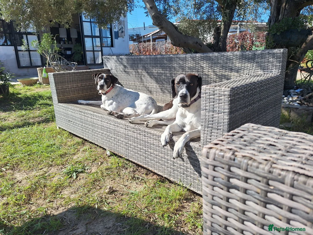 Pointer dogs for adoption: Coco and Luna - Advert 9